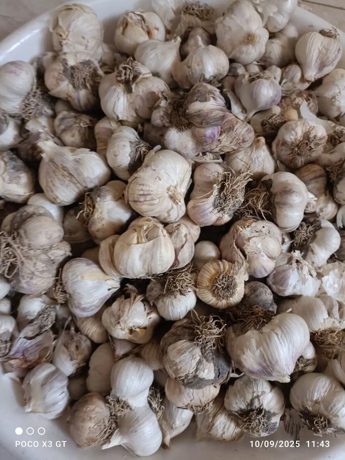 سیر درشت تازه تفرش|خوردنی و آشامیدنی|قم, انصار‌الحسین|دیوار