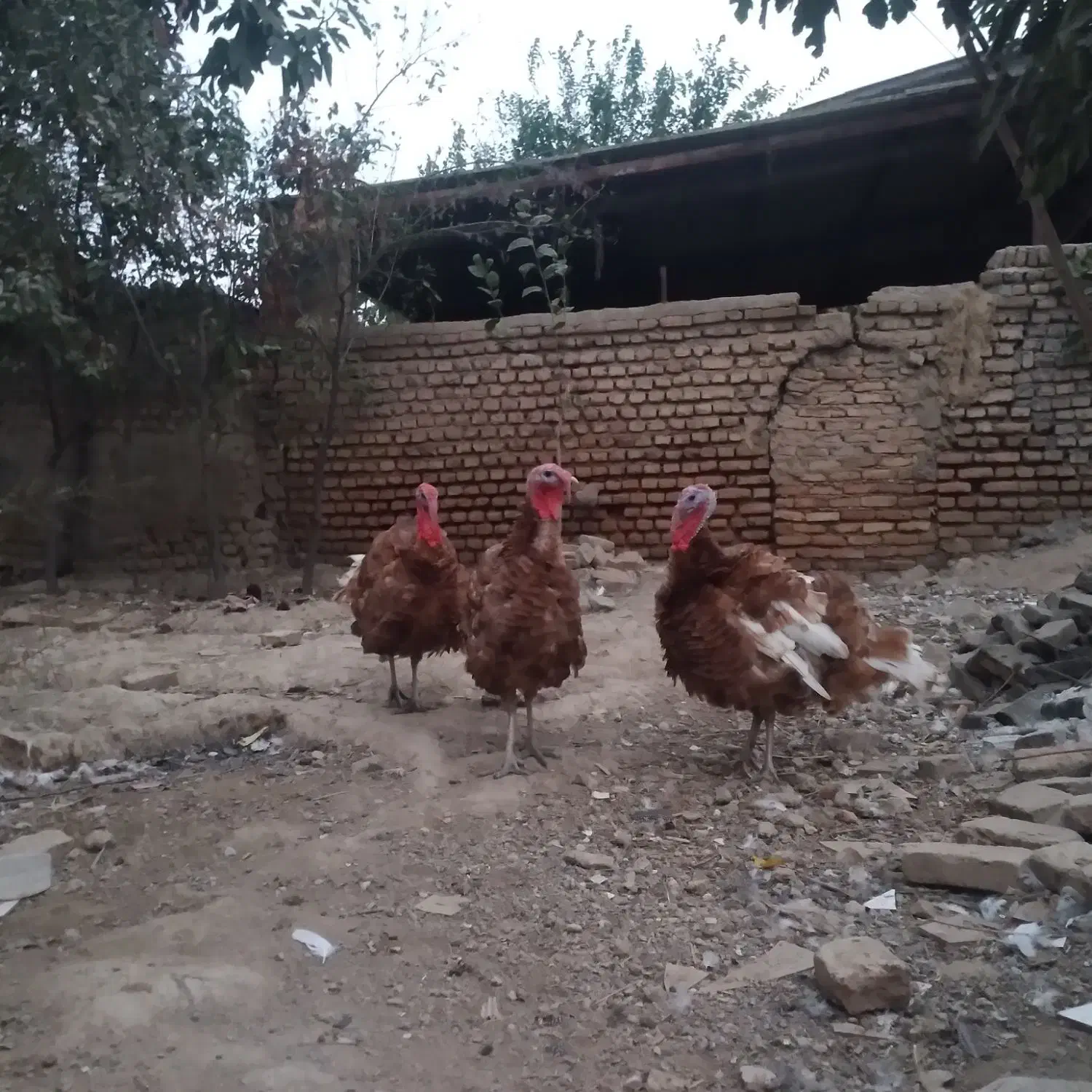 فروش بوقلمون بورن بورن|حیوانات مزرعه|گرگان, |دیوار