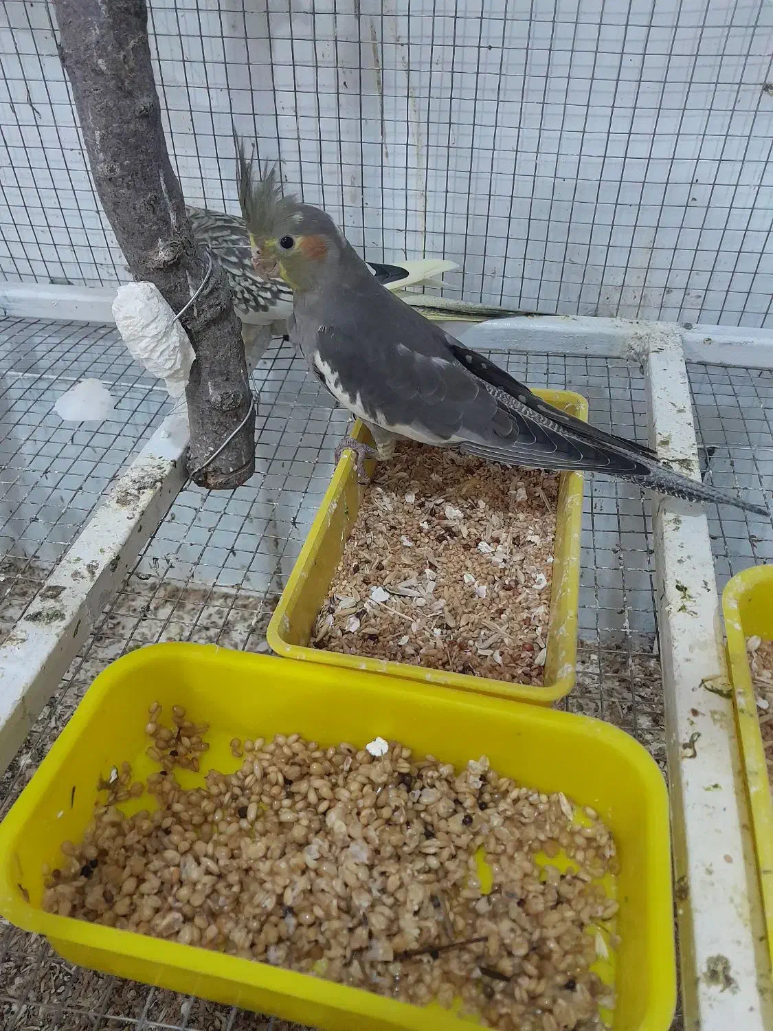 پرنده عروس|پرنده|مریوان, |دیوار