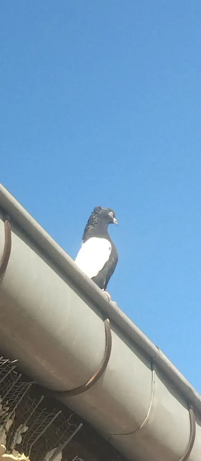 کبوتر|پرنده|عجب شیر, |دیوار