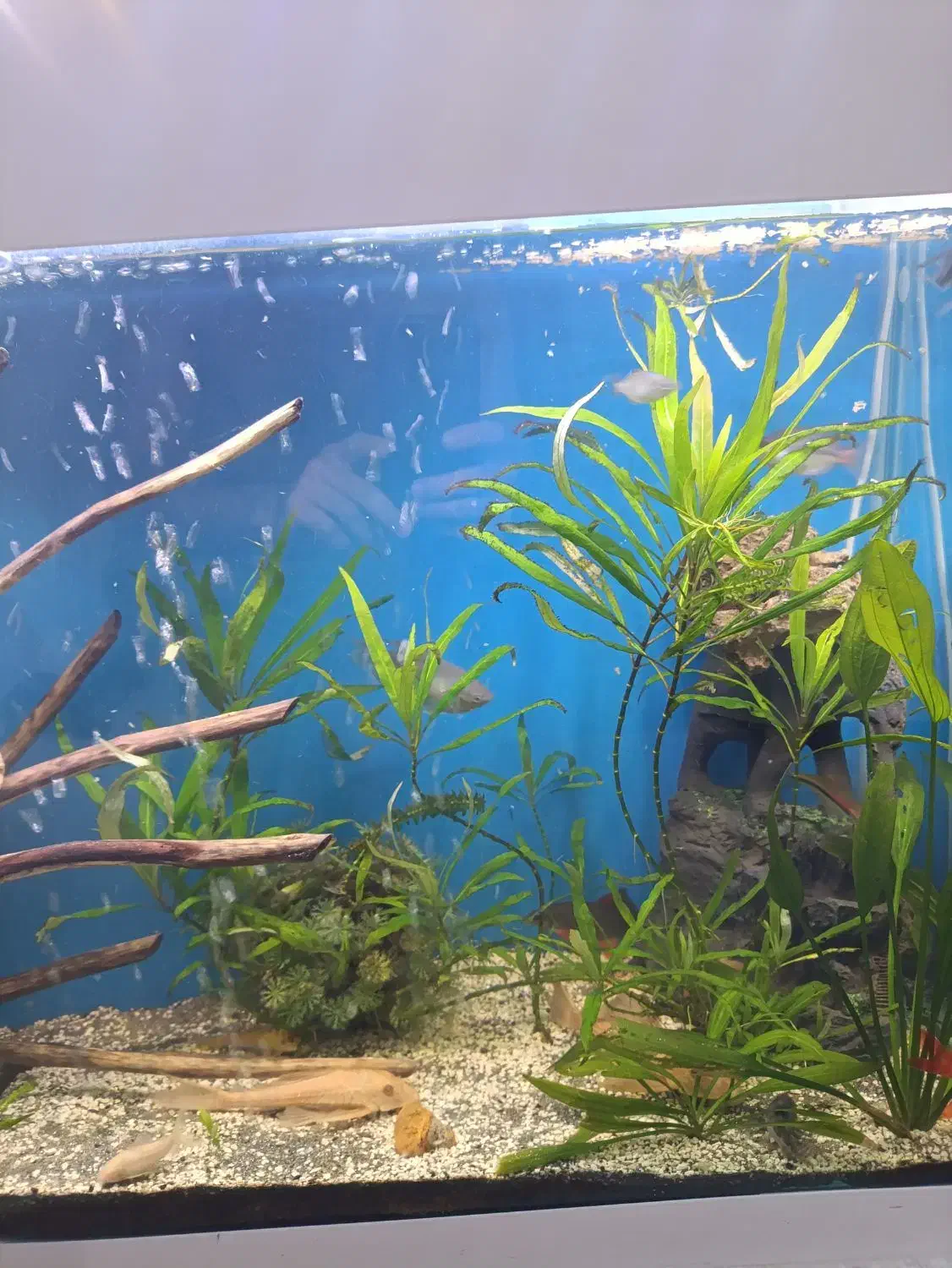 یک آکواریوم لاکچری|ماهی|مشهد, الهیه|دیوار