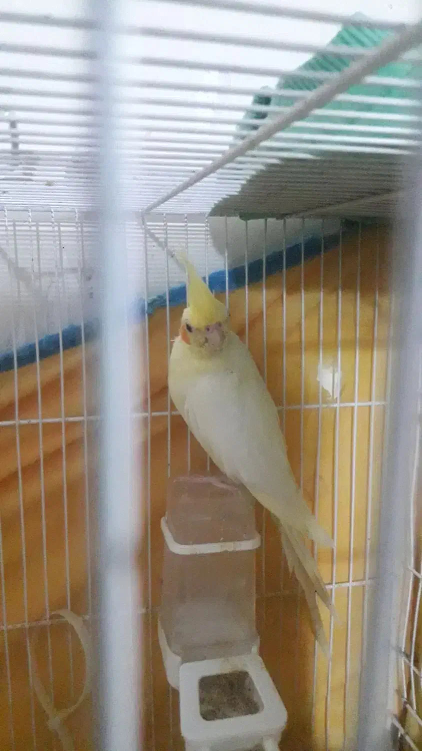 عروس‌هلندی‌وگرینچیک|پرنده|سبزوار, زینبیه|دیوار