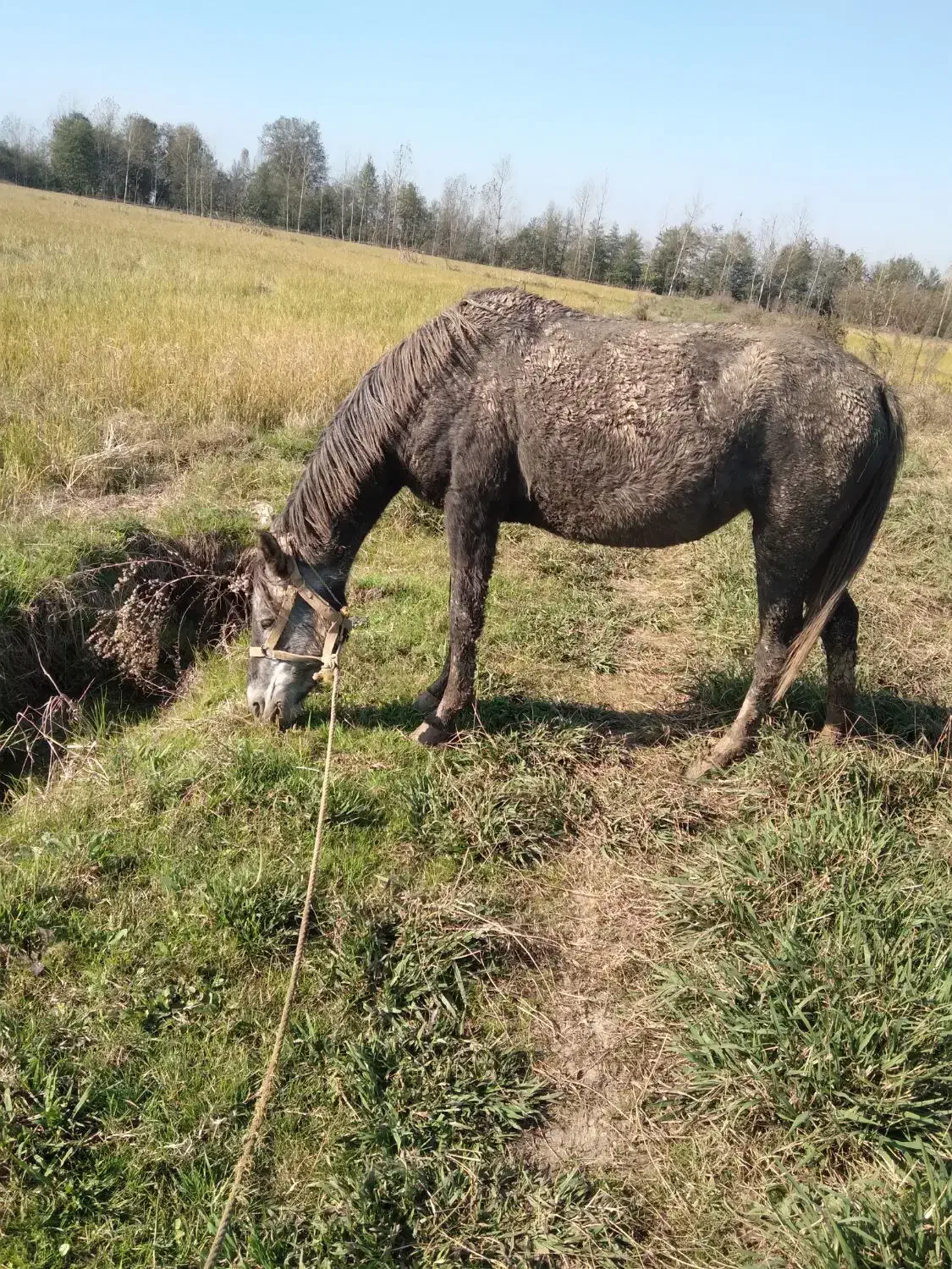 مایان با اسب کره|حیوانات مزرعه|لاهیجان, آهندان|دیوار