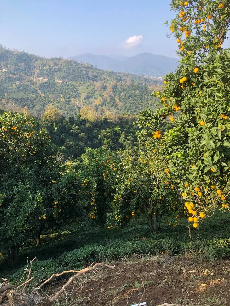 باِغ پرتغال|فروش دفتر صنعتی، کشاورزی، تجاری|رحیم‌آباد, |دیوار