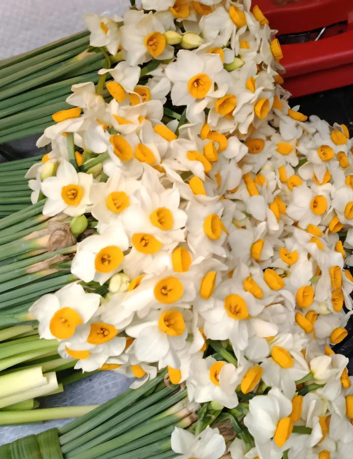 گل نرگس|گل و گیاه طبیعی|ساری, |دیوار