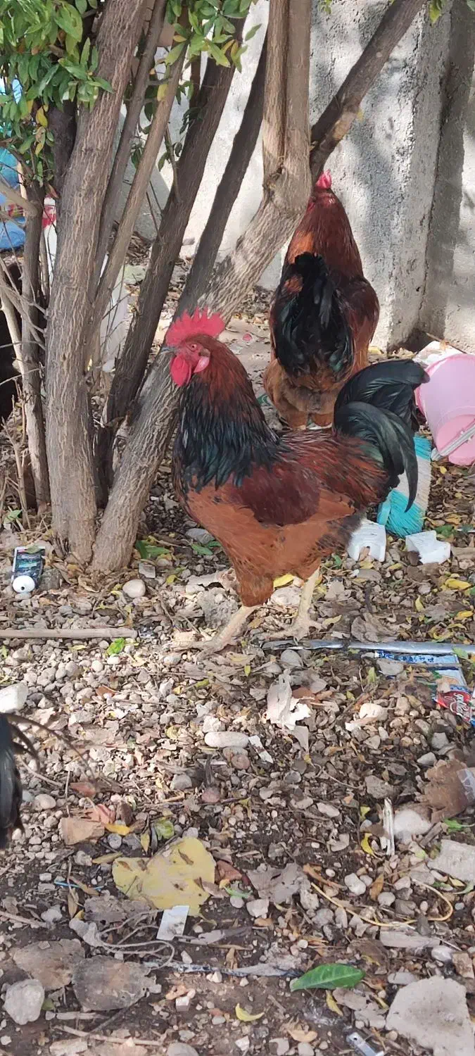 معاوضه با مرغ|حیوانات مزرعه|آزادشهر, |دیوار