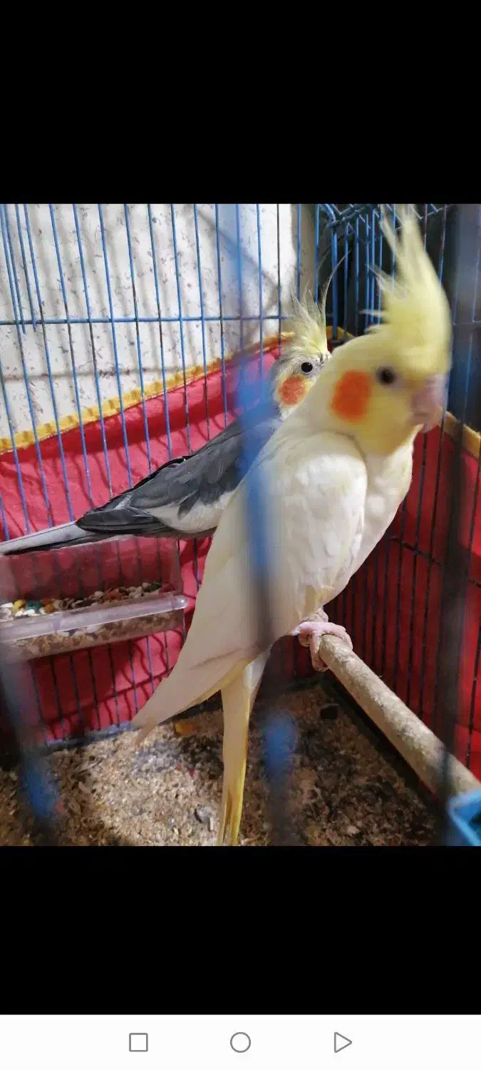 یک جفت بللغ اماده تخم کردن معاوضه باگوشی|پرنده|امیدیه, |دیوار