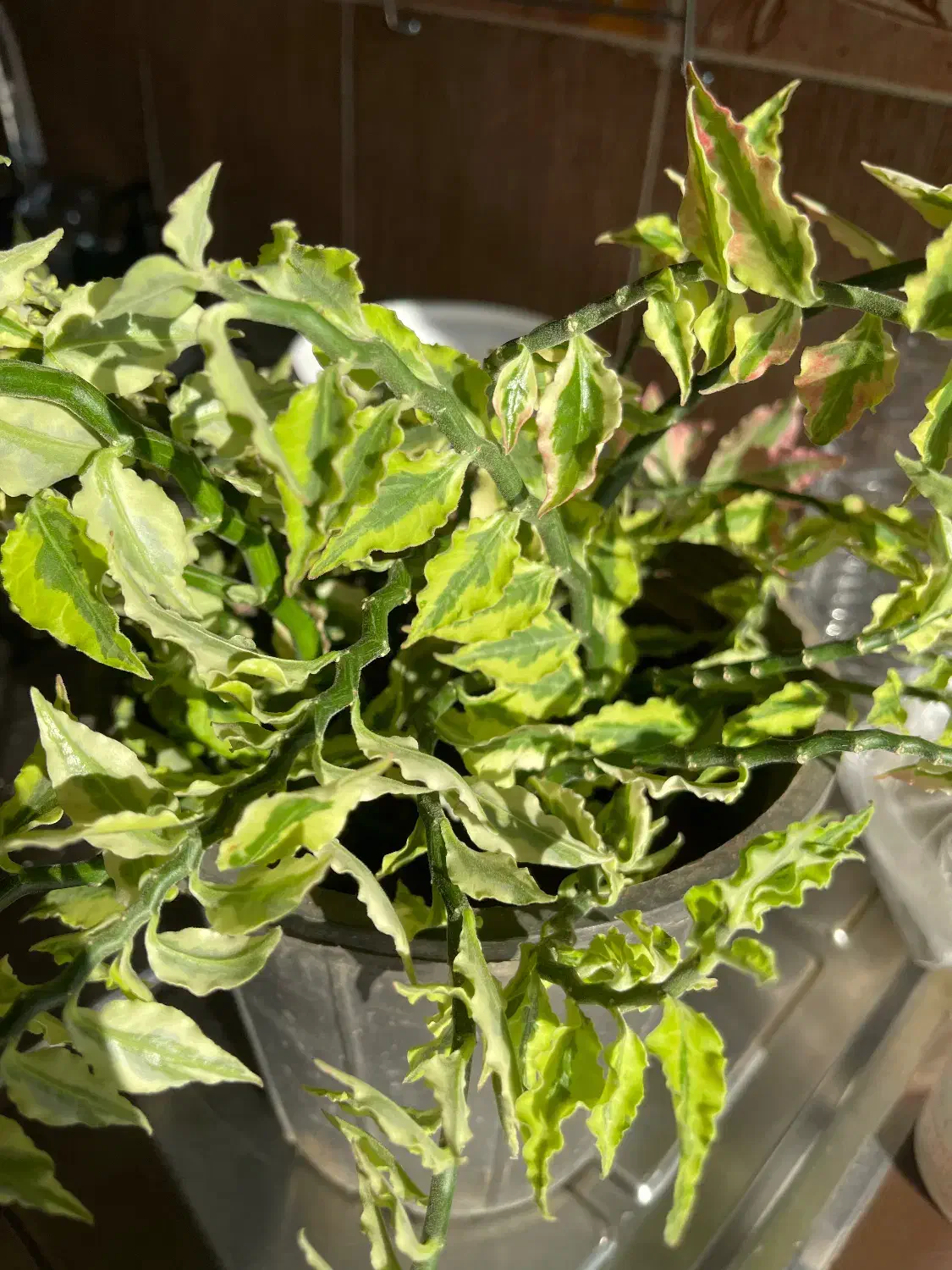 گل پدیلانتوس سالم|گل و گیاه طبیعی|قزوین, |دیوار