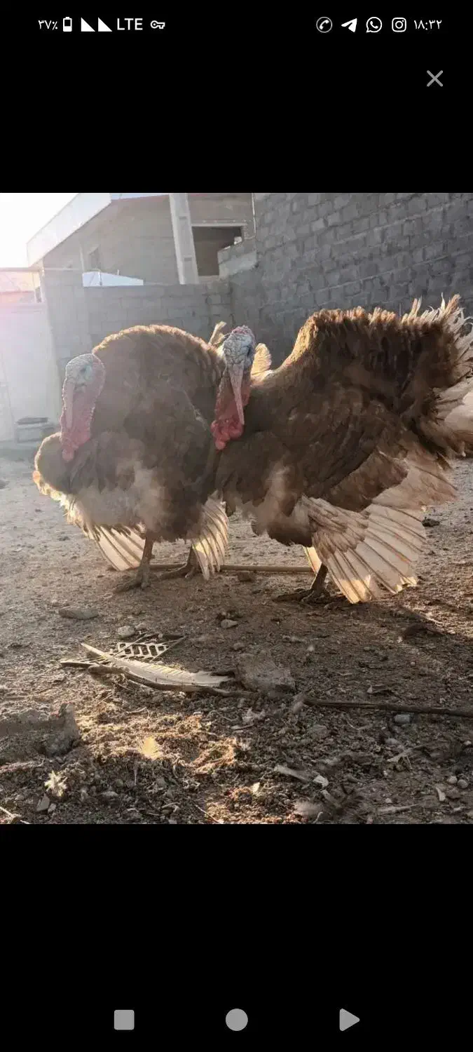 بوقلمون نر قرمز|حیوانات مزرعه|مهاباد (آذربایجان غربی), |دیوار