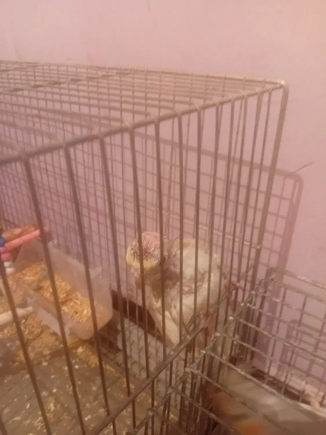 عروس هلندی|پرنده|محمدشهر, سیدآباد|دیوار