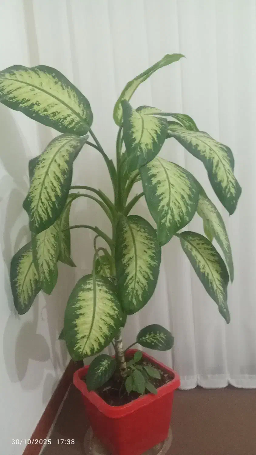 گل دیفن|گل و گیاه طبیعی|چرداول, |دیوار