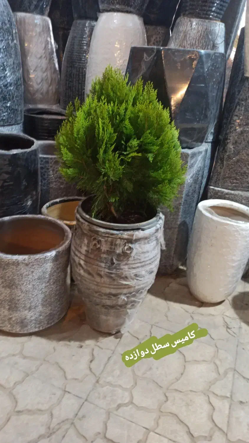 کامیس پاریس توپی در ورامین|گل و گیاه طبیعی|ورامین, ورامین|دیوار