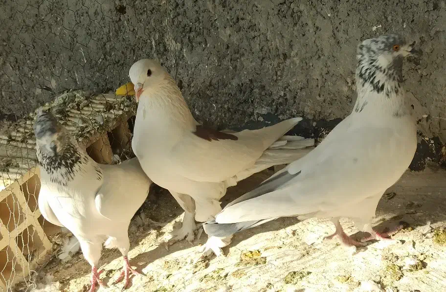 7 عدد کفتر پرشی مطمئن|پرنده|اصفهان, ارغوانیه|دیوار