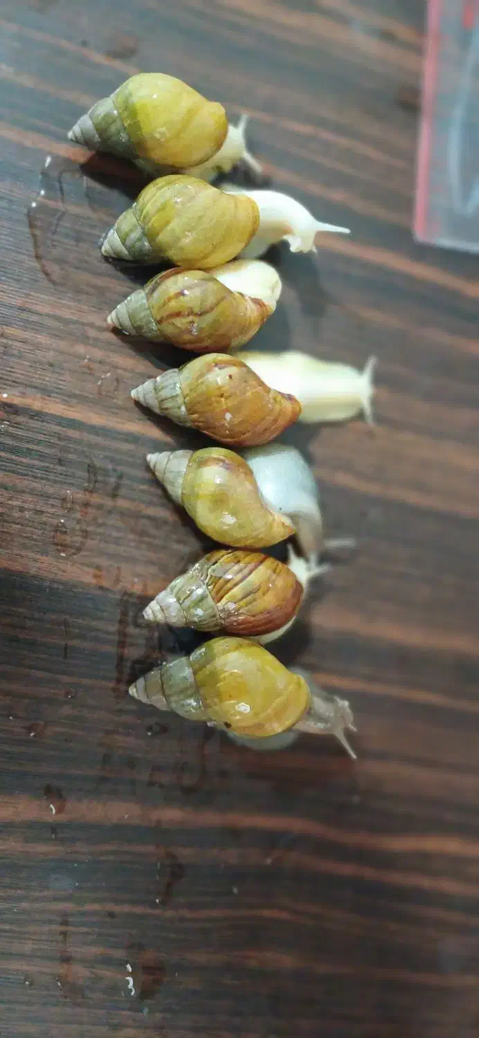 حلزون|خزنده|تهران, اسفندیاری|دیوار