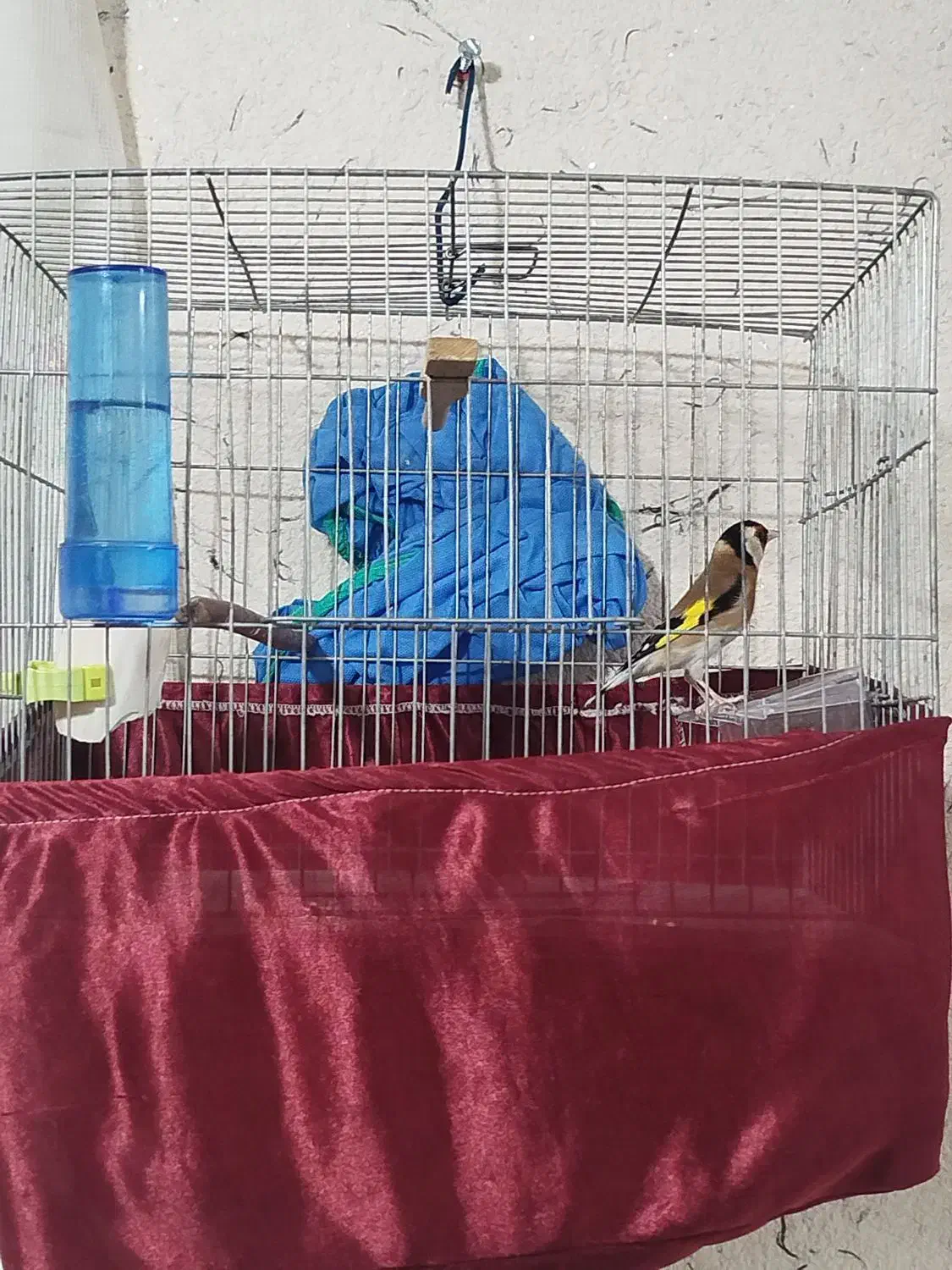 جوجه سهره|پرنده|یزد, |دیوار