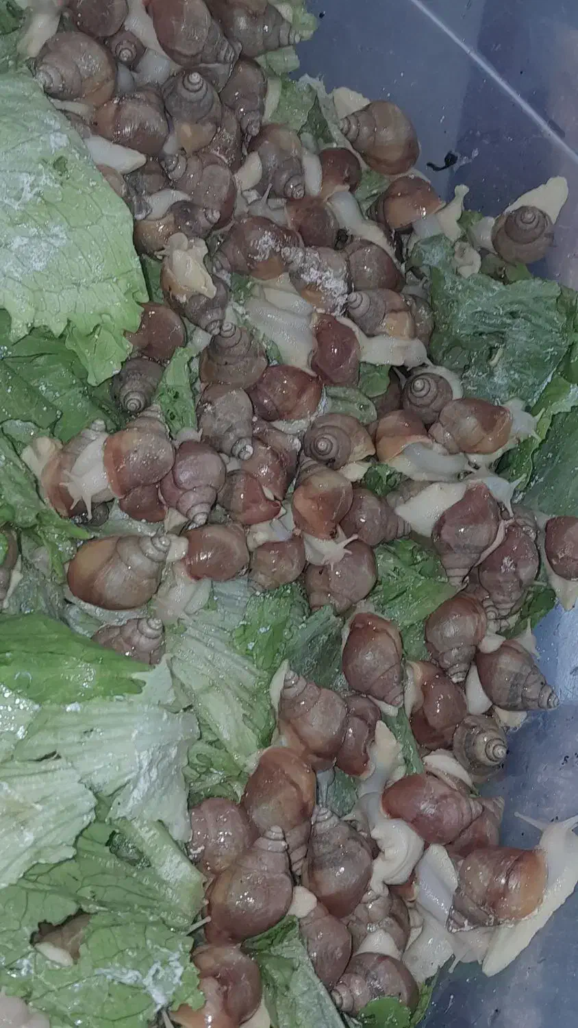 حلزون|خزنده|کوهسار (البرز), |دیوار