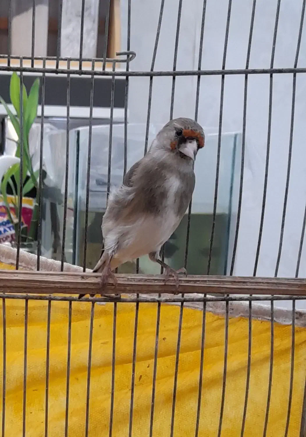 سهره سرسیاه نر دهن زن دوتا جوجه کرمونی|پرنده|شیراز, احمدآباد|دیوار