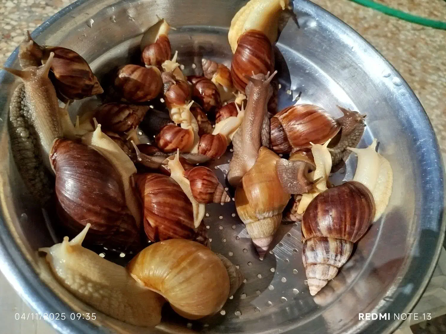 فروش فوق‌العاده حلزون سالم|خزنده|شیراز, ظفرآباد|دیوار