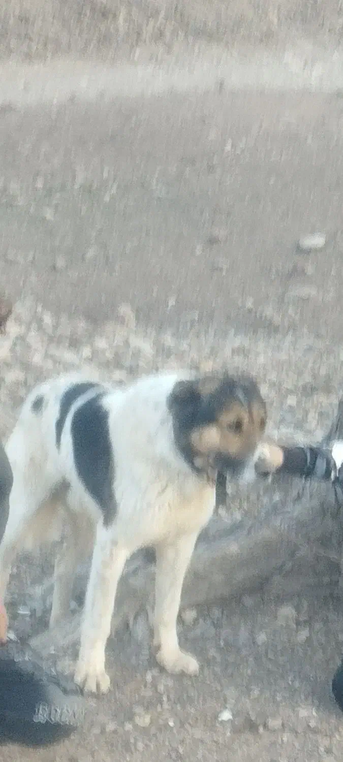 سگ‌گمشده|سگ|آشتیان, |دیوار