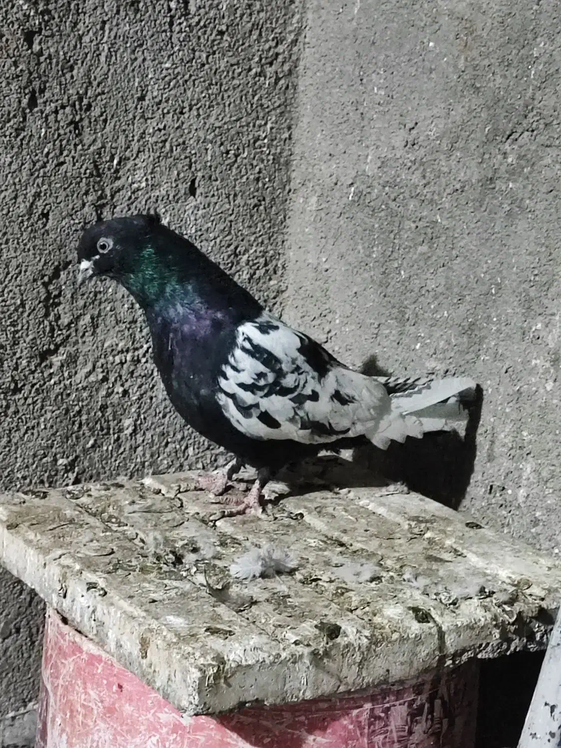 ساده و سینه کفتر جفتگاه وپرش|پرنده|رضویه, |دیوار