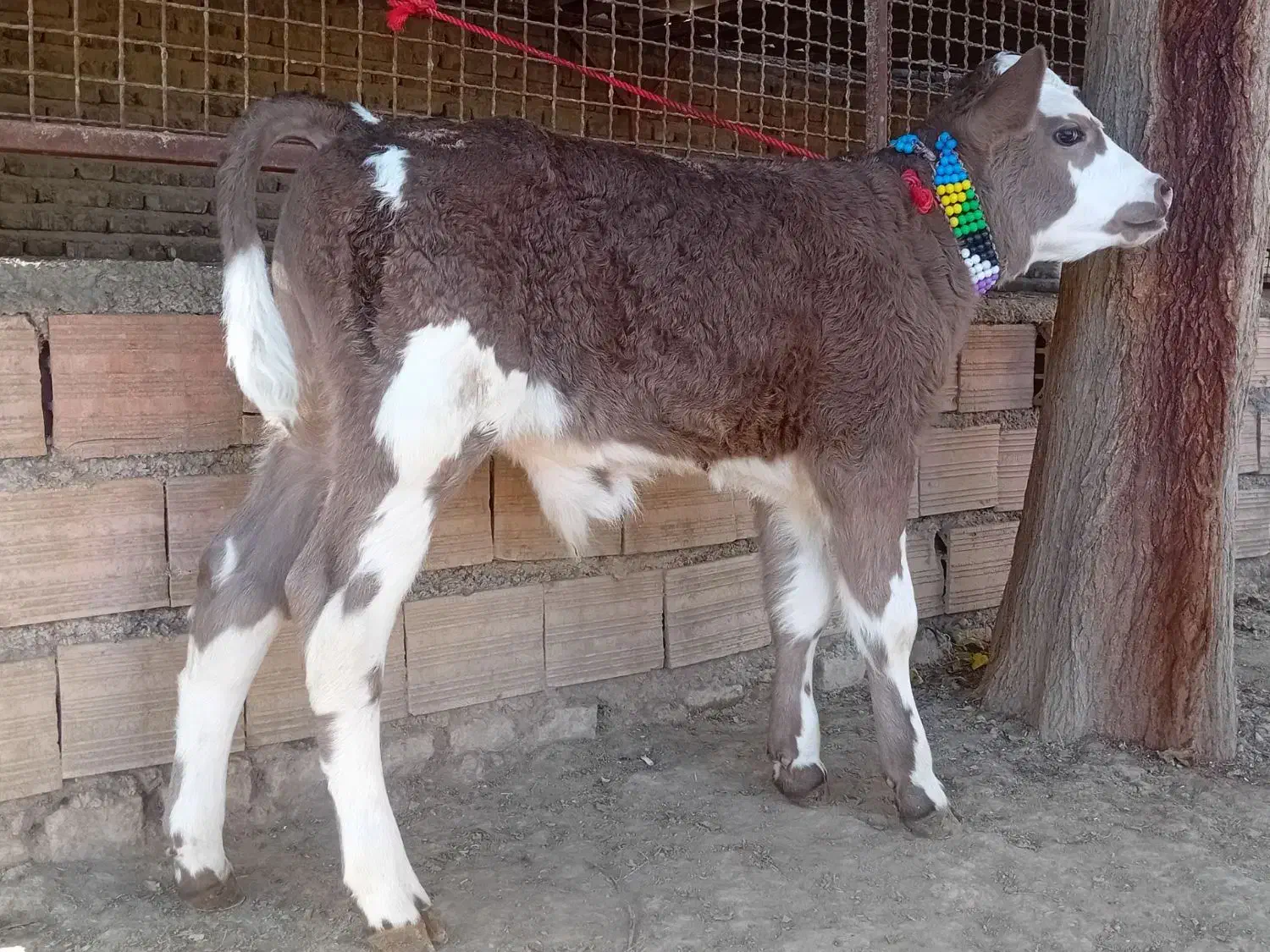 1 راس گوساله سیمینتال نر کلفت کشیده جنس|حیوانات مزرعه|گنبد کاووس, |دیوار