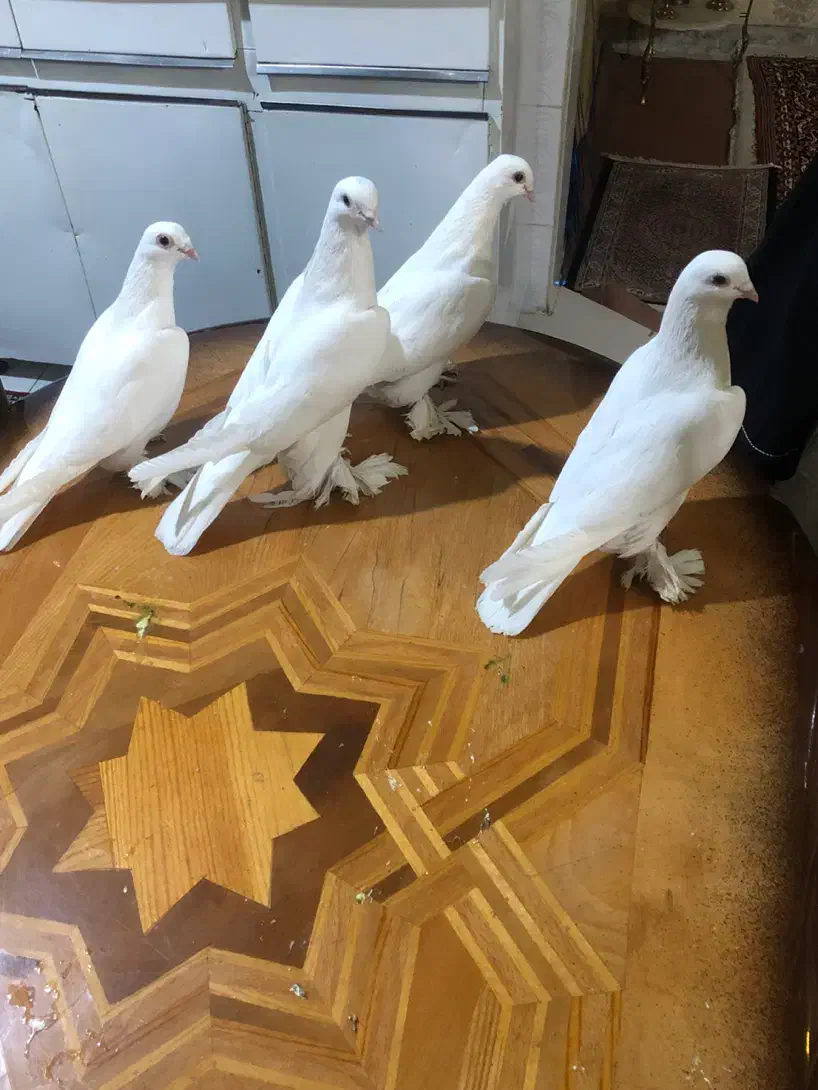 کبوتر|پرنده|تبریز, |دیوار