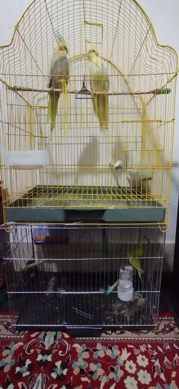 عروس هلندی و مرغ عشق|پرنده|بیرجند, |دیوار