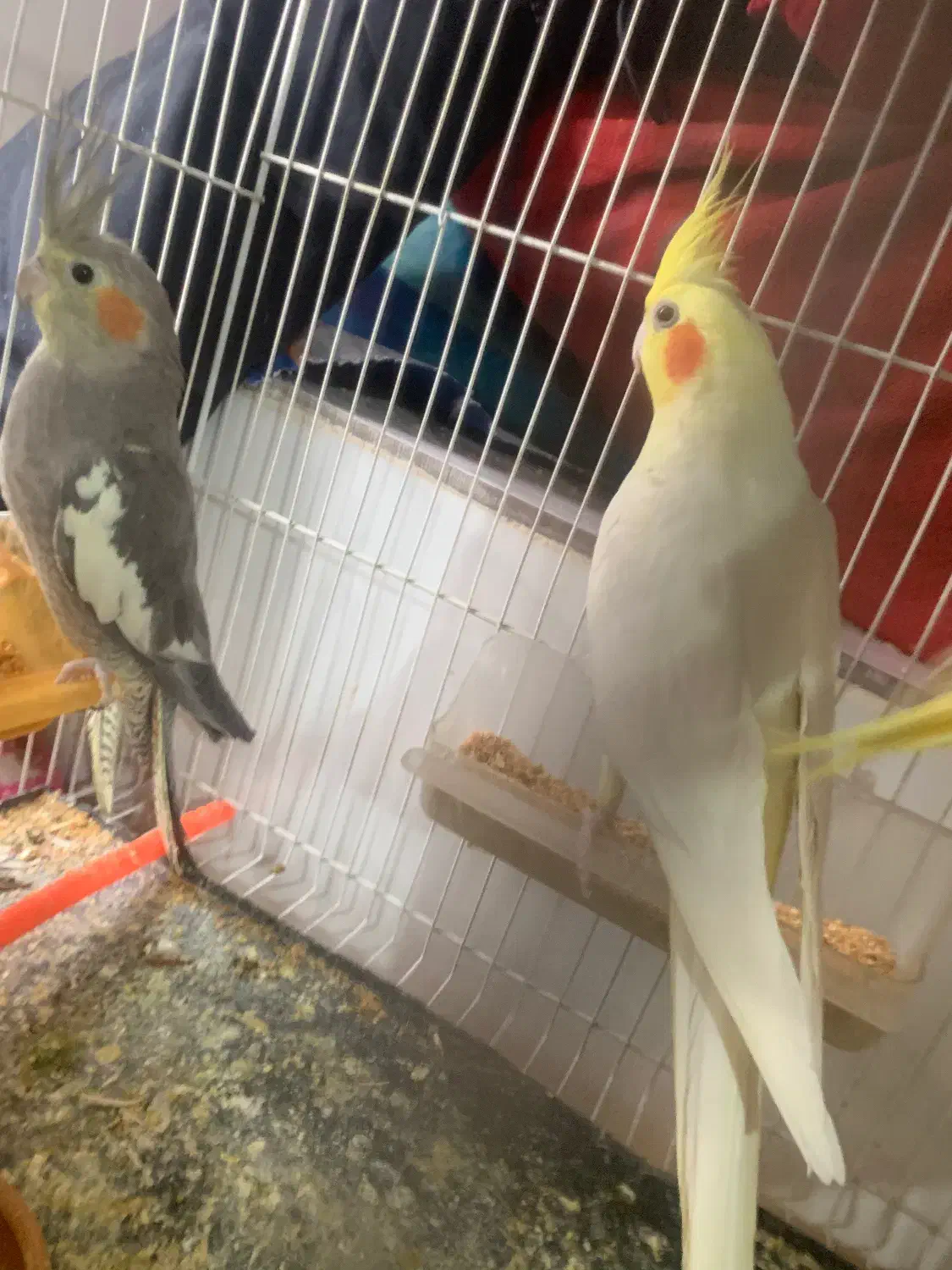 عروس هلندی جفت با تخم معاوضه با مرغ و خروس|پرنده|مشهد, فارغ التحصیلان|دیوار