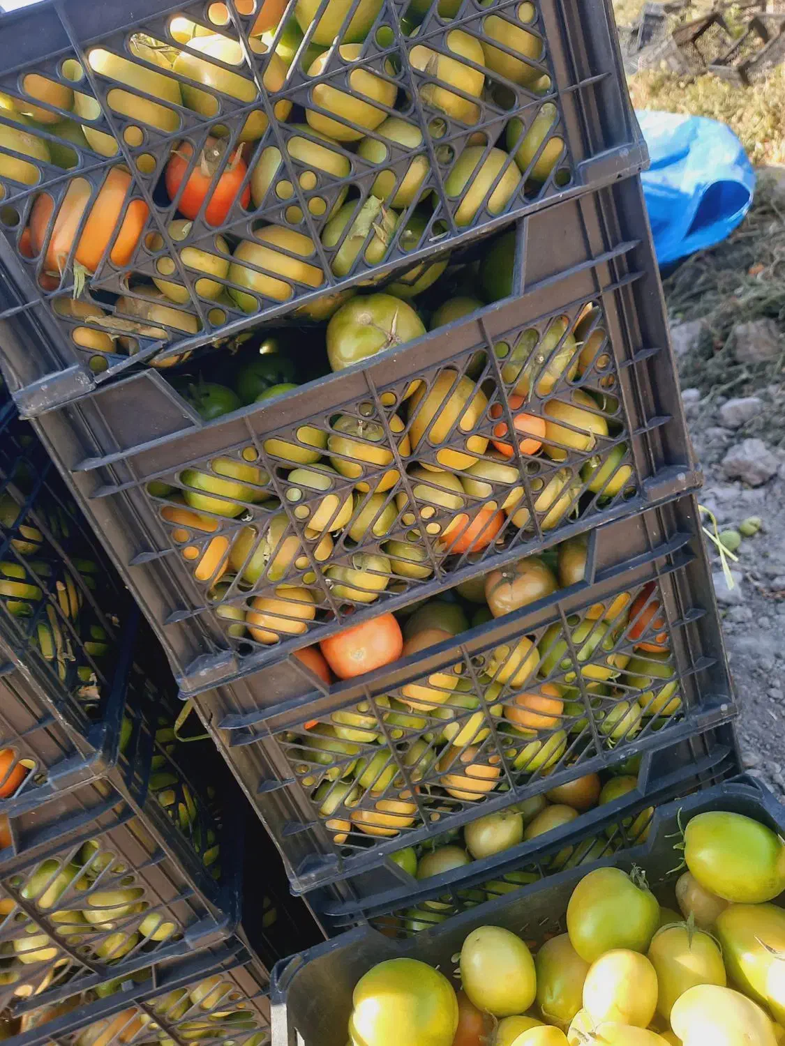 گوجه|خدمات باغبانی و درختکاری|درودزن, |دیوار