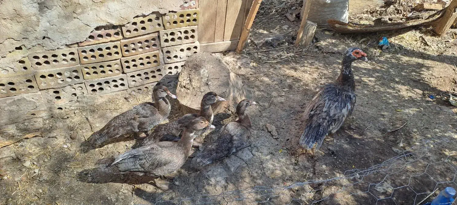 قوغاز و اردک مسکویی(اسرائیلی) رنگ خاص طوسی|حیوانات مزرعه|سمنان, |دیوار