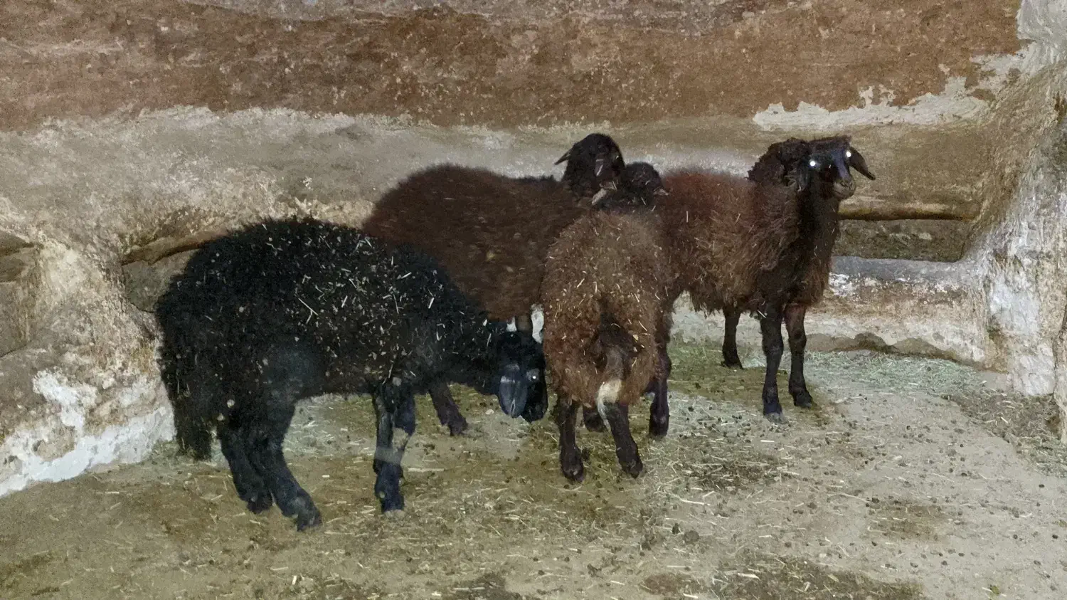 بره بهاره|حیوانات مزرعه|تکاب, |دیوار