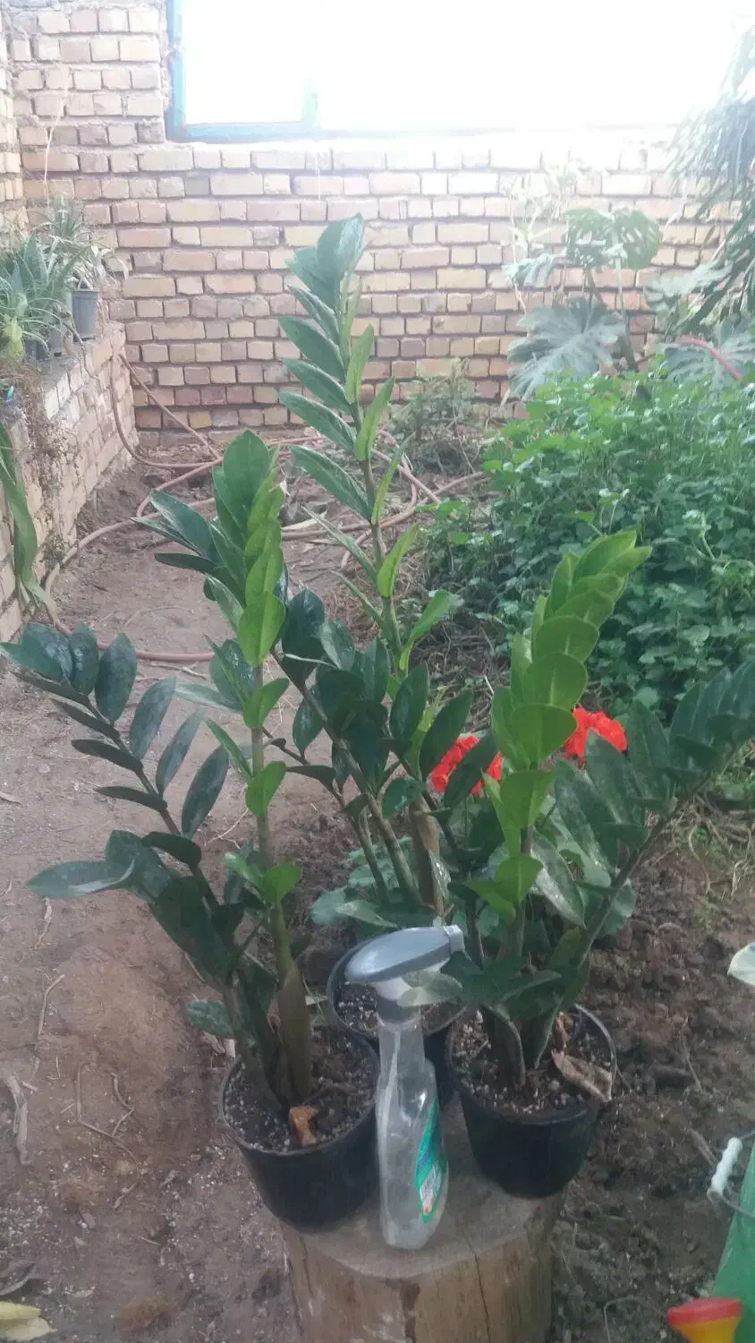 زاموفیلیا|گل و گیاه طبیعی|نیشابور, ده حلاج|دیوار