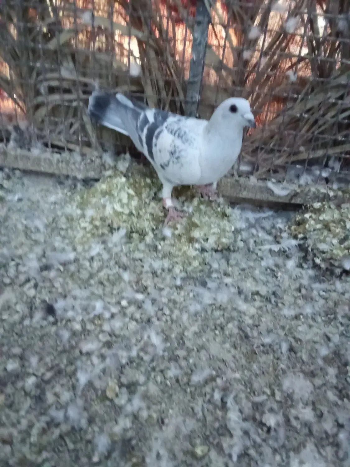 500|پرنده|نرماشیر, |دیوار