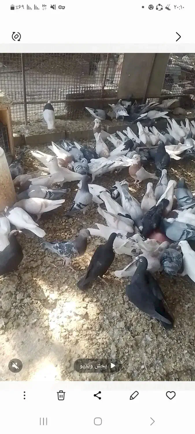 تعدادی کبوتر|پرنده|جویم, |دیوار