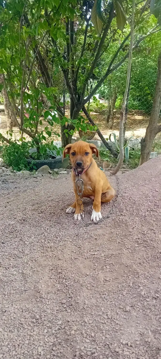 سگ پیتبول|سگ|املش, |دیوار