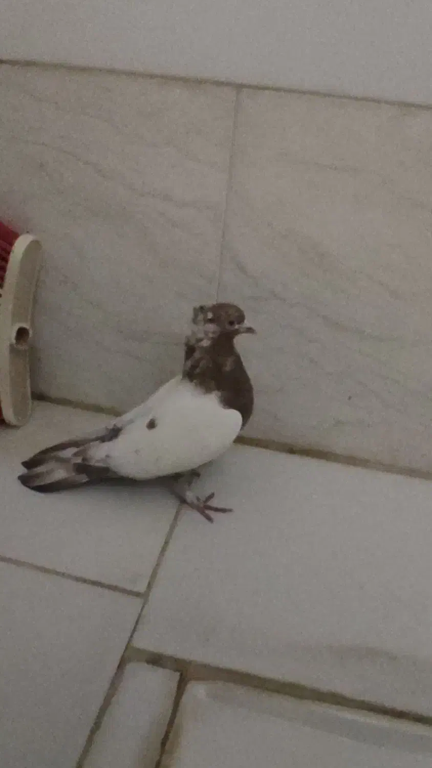 کبوتر خوب پرشی|پرنده|ایوان, |دیوار