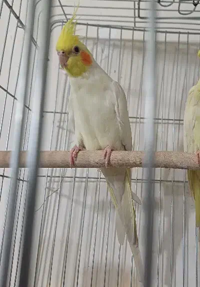 عروس هلندی نر بالغ|پرنده|چهارباغ, |دیوار