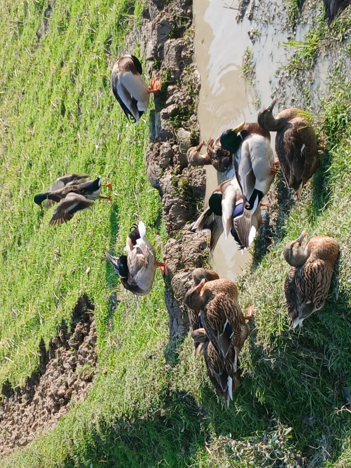 ۸عدد اردک نمایی(پروازی)|حیوانات مزرعه|رشت, بازار|دیوار