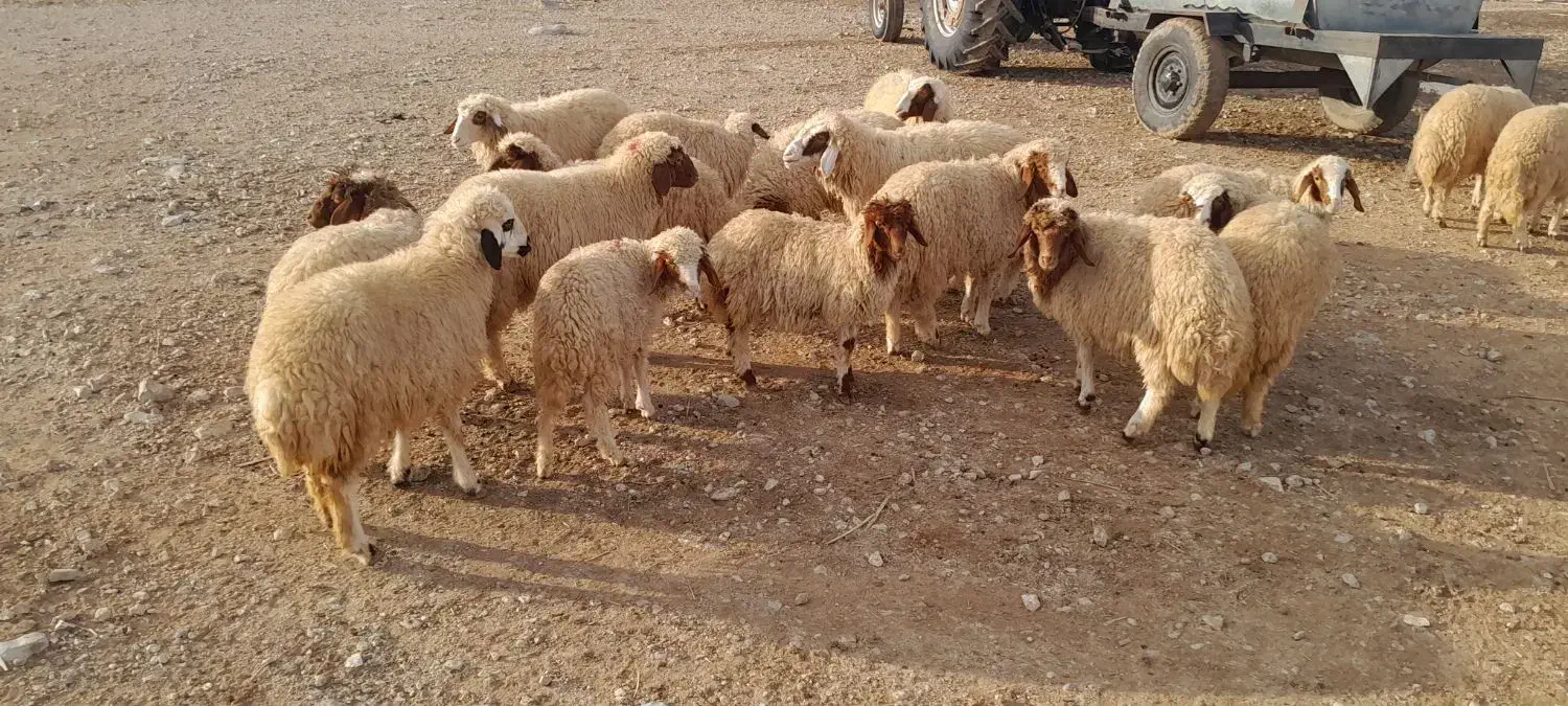 سلام ۱۰ عدد کاور نر و ماده|حیوانات مزرعه|سرپل ذهاب, |دیوار