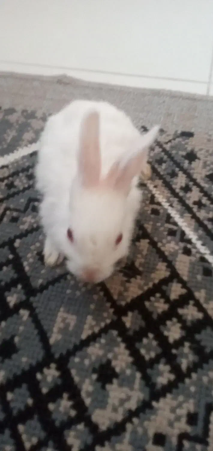 خرگوش زرنگ|موش و خرگوش|قم, کلهری|دیوار