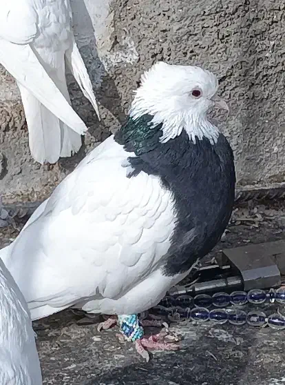 کبوتر طوقی|پرنده|گرمه, |دیوار