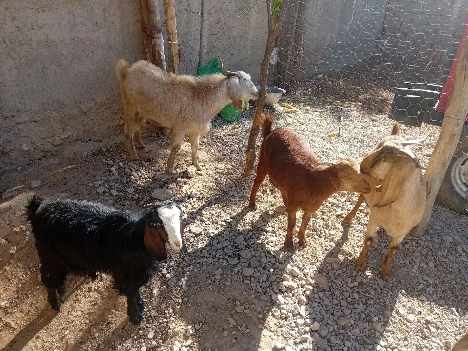 بز داشتی آبستن دوقلو زا|حیوانات مزرعه|کوهدشت, |دیوار