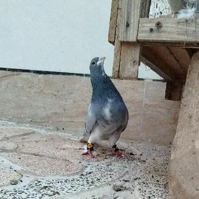 نروماده دمگیر خرقه یه سر روس|پرنده|برخوار, |دیوار