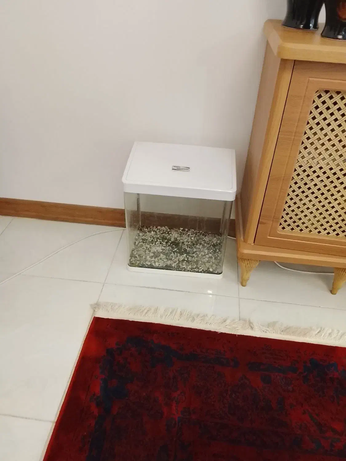 آکواریوم|ماهی|خرم‌آباد, |دیوار