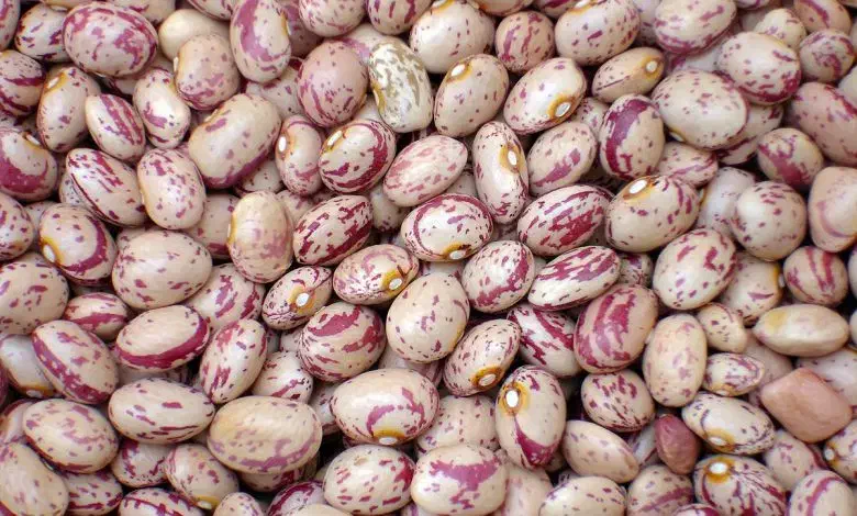 لوبیاچیتی|خوردنی و آشامیدنی|تهران, امام خمینی|دیوار