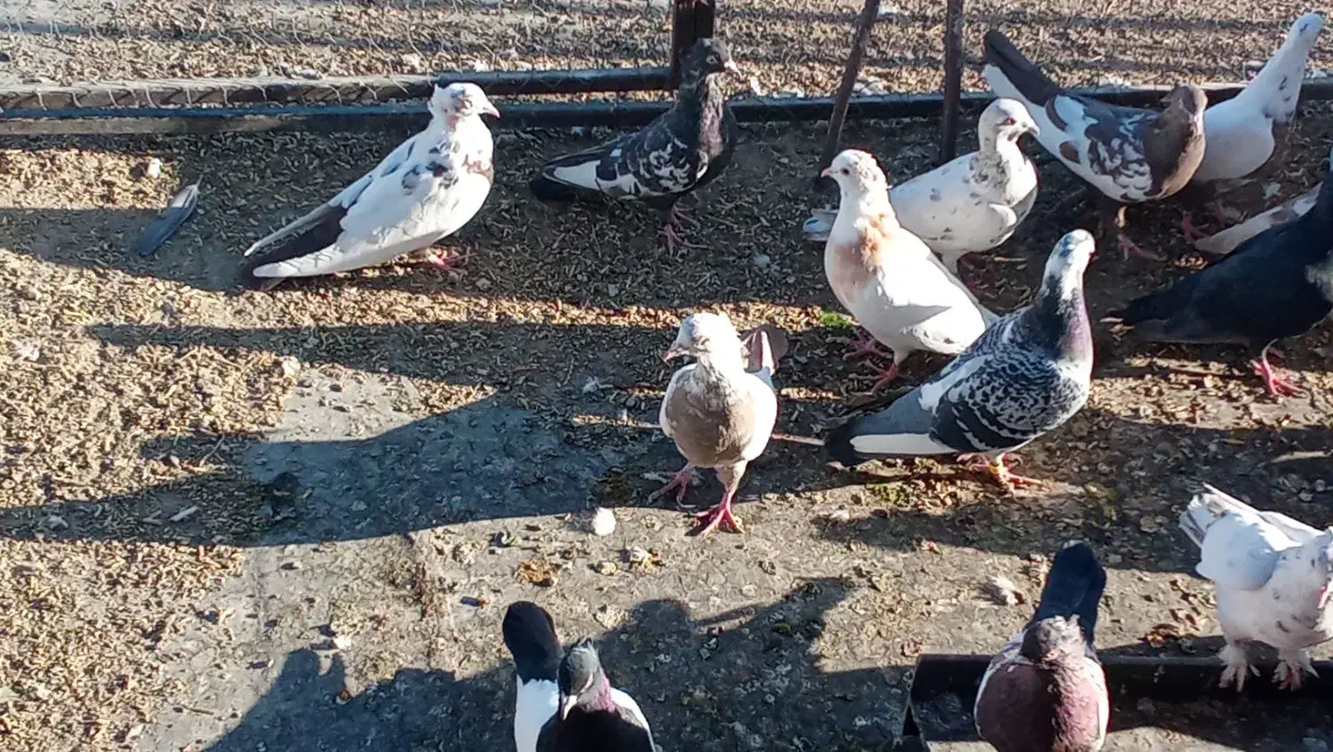 تعداد رنگی به فروش میرسد|پرنده|حسن آباد, |دیوار