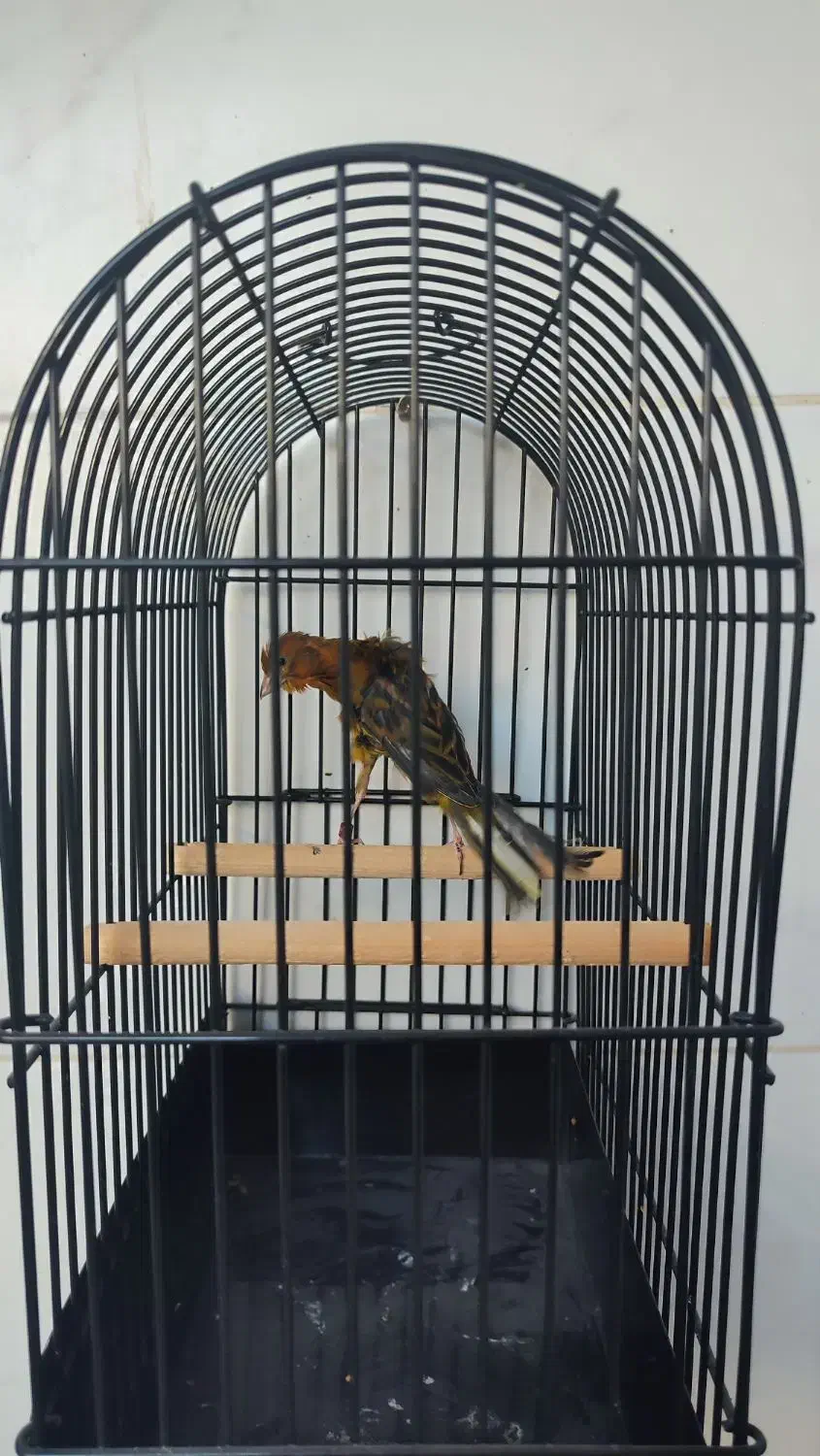 جیبوس جیبر سرخ نر کلکسیونی|پرنده|شیراز, پودنک|دیوار