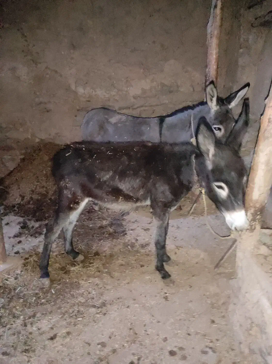 خر خانگی|حیوانات مزرعه|تخت سلیمان, |دیوار