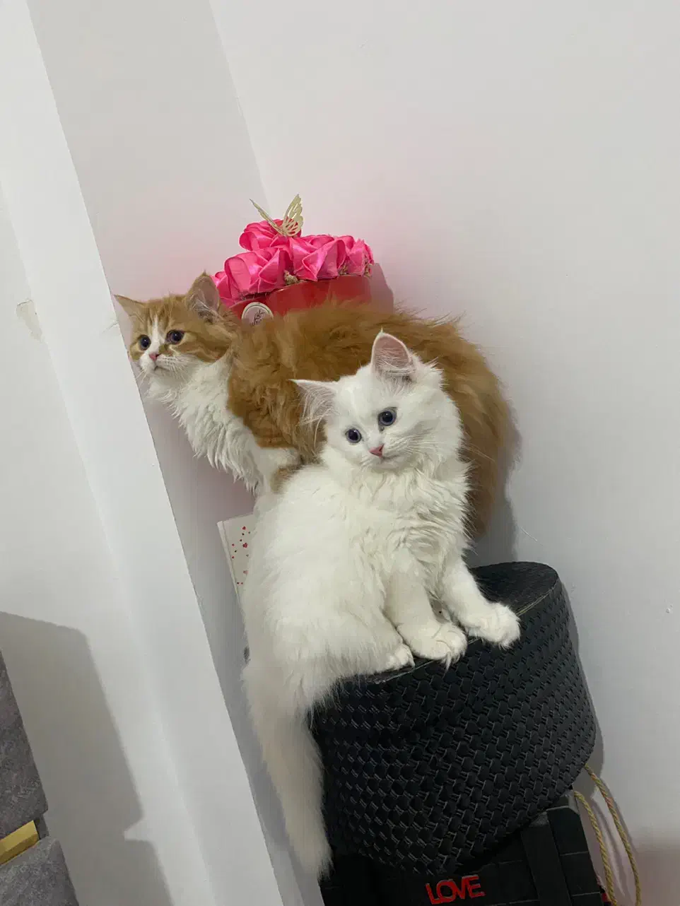 گربه پرشین|گربه|بوشهر, |دیوار