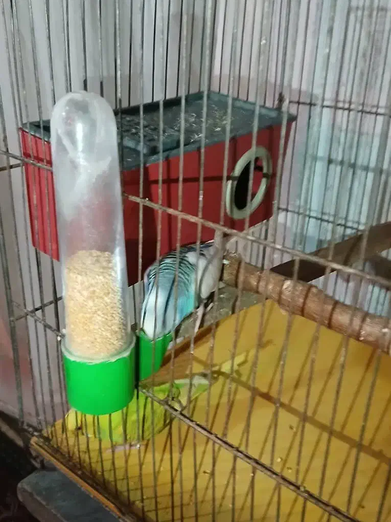 مرغ عشق|پرنده|ری, ملک‌آباد|دیوار